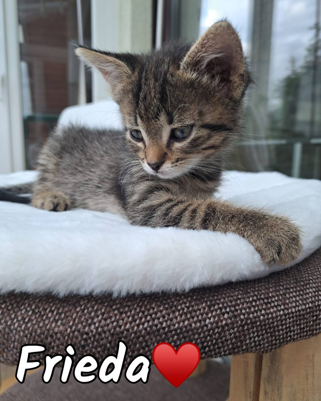 Frieda